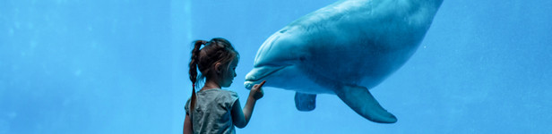 A tu per tu ... con i Delfini