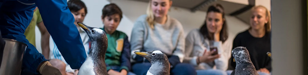 A tu per tu ... con i Pinguini